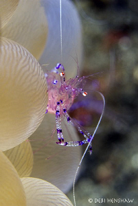 "Hey you get off my cloud!" Cleaner Shrimp aboard Bubble ... by Debi Henshaw 
